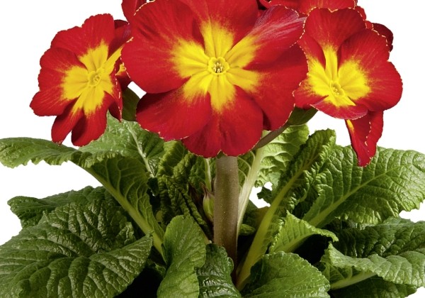 Primula elatior Inara Late Bicolor Red