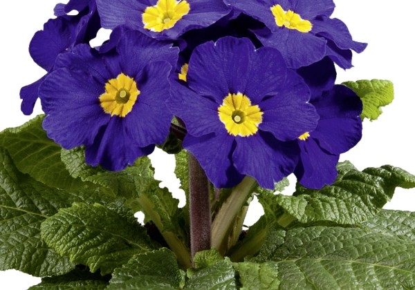 Primula elatior Inara Late Blue