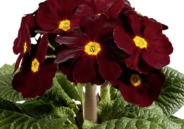 Primula elatior Inara Late Burgundy