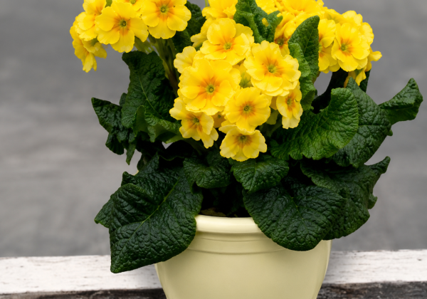 Primula elatior Inara Late Deep Yellow