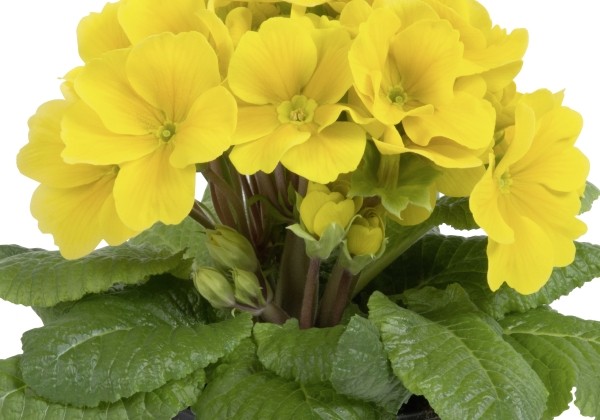 Primula elatior Inara Late Yellow