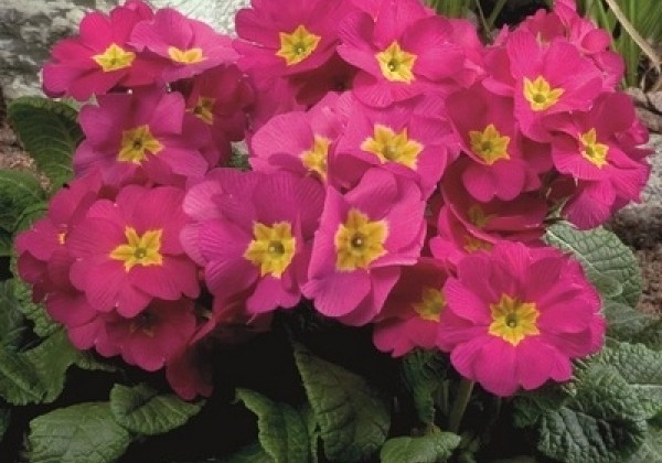 Primula elatior Crescendo Bellarosa