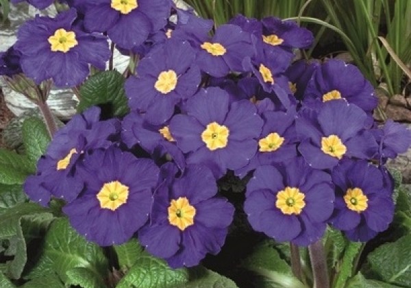 Primula elatior Crescendo Blue Shades