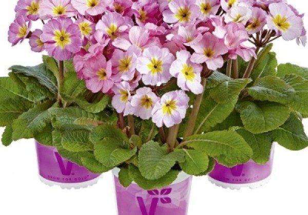 Primula elatior Sylvita Lavender