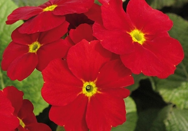 Primula elatior Sylvita Scarlet