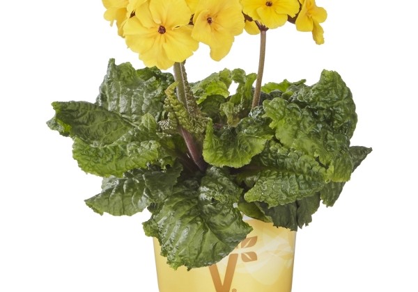 Primula elatior Sylvita Compact Gold