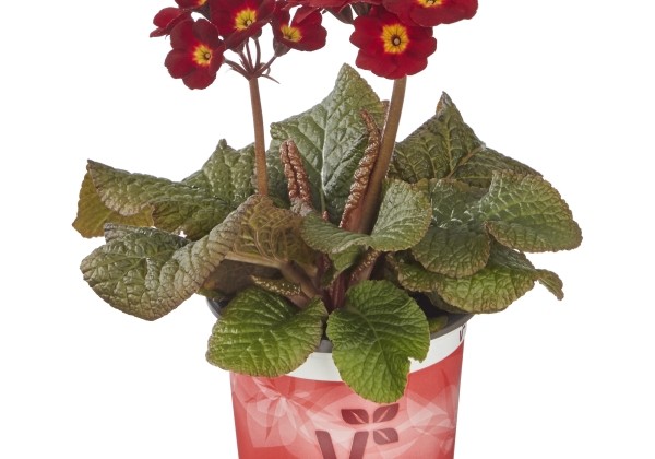 Primula elatior Sylvita Compact Scarlet