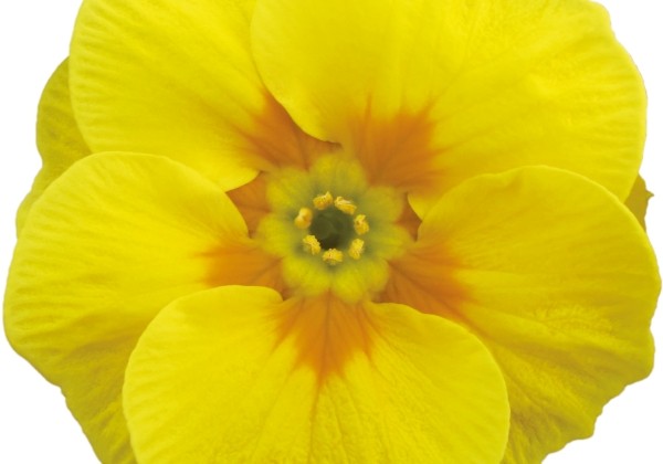 Primula vulgaris Dakota Yellow