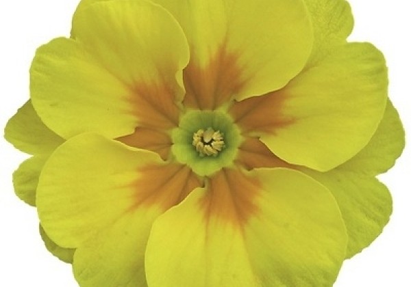 Primula vulgaris Oregon Yellow