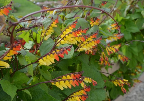 Quamoclit lobata Feuerzunge