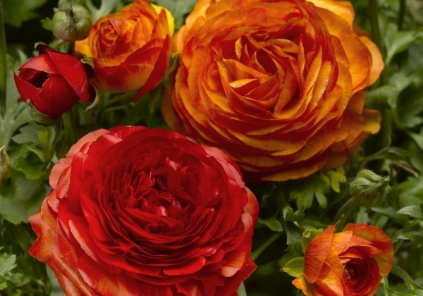 Ranunculus asiaticus Magic Fireball