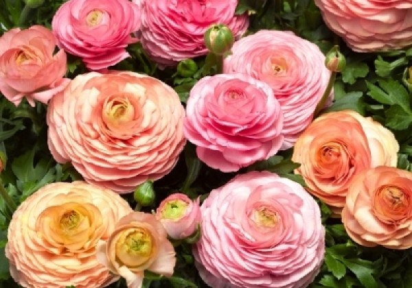 Ranunculus asiaticus Magic Pink & Peach