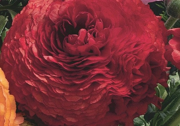 Ranunculus asiaticus Magic Red