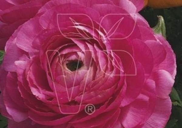 Ranunculus asiaticus Magic Rose