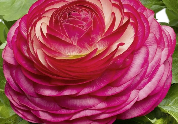 Ranunculus asiaticus Magic Rose Delight