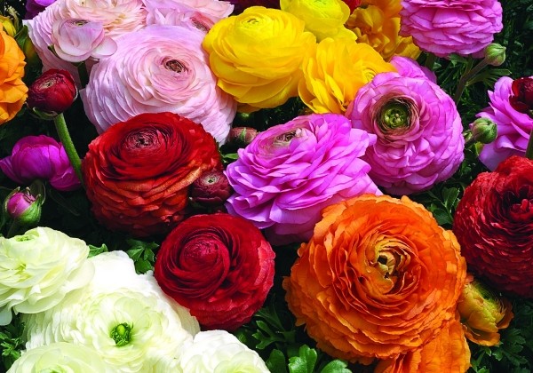 Ranunculus asiaticus Magic Mix