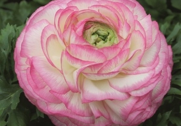 Ranunculus asiaticus Gambit Bicolor Pink