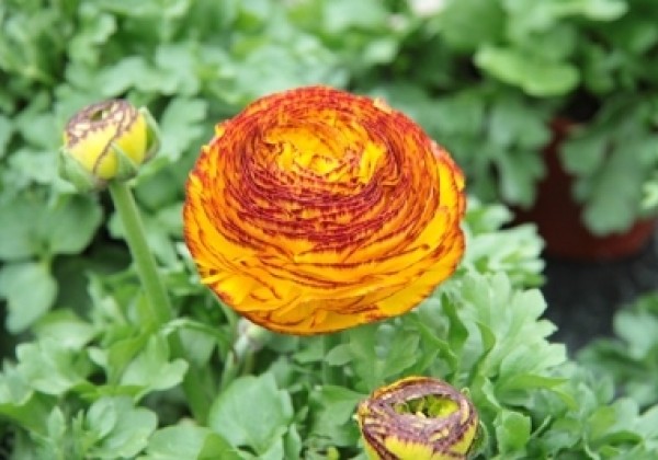 Ranunculus asiaticus Gambit Bicolor Red