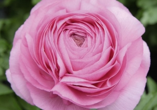 Ranunculus asiaticus Gambit Pink