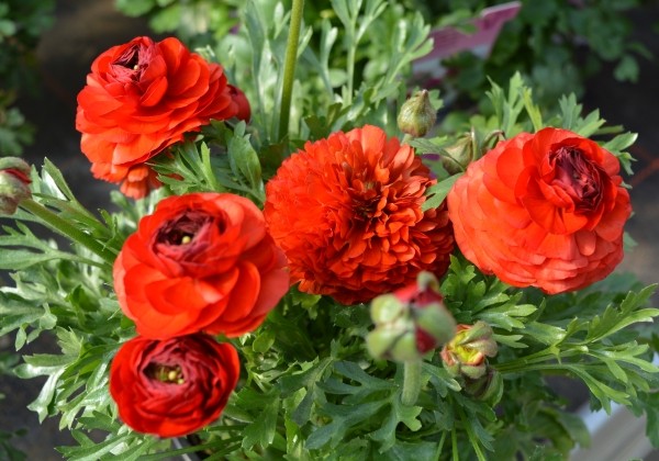 Ranunculus asiaticus Gambit Red