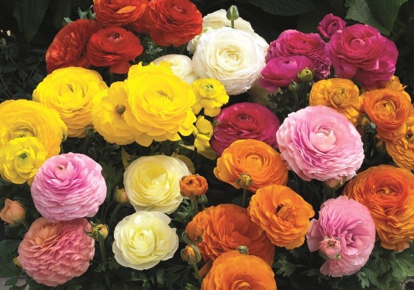 Ranunculus asiaticus Gambit Mix (12 cm)