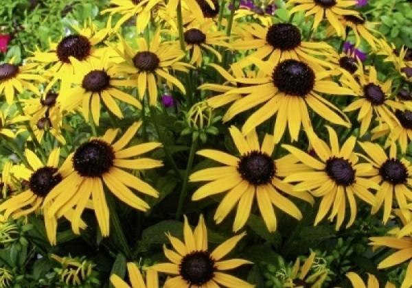 Rudbeckia fulgida Little Goldstar