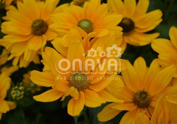 Rudbeckia hirta Amarillo Gold