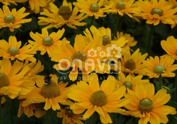 Rudbeckia hirta Amarillo Gold