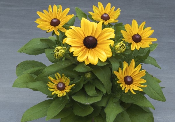 Rudbeckia hirta Claire Orange