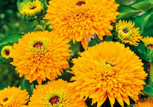 Rudbeckia hirta Maya