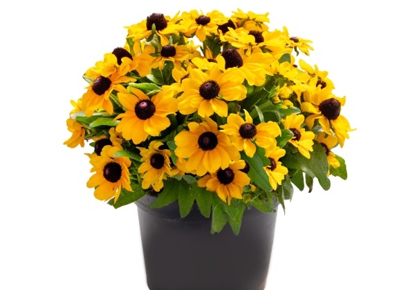 Rudbeckia hirta Tablemate Gold