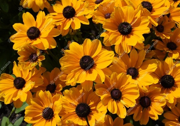 Rudbeckia hirta Toto Gold