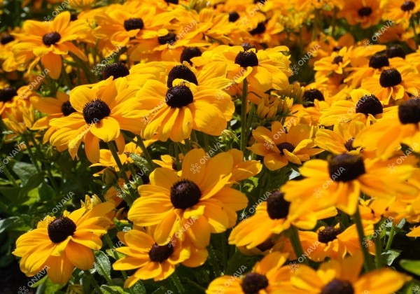 Rudbeckia hirta Toto Gold