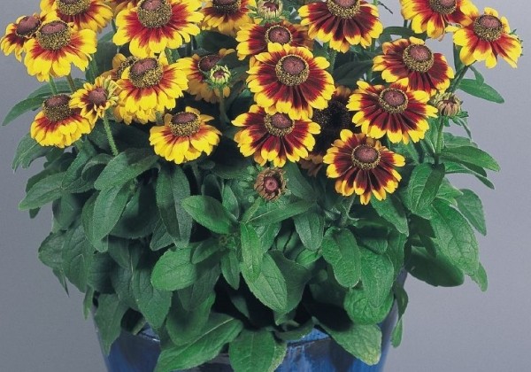 Rudbeckia hirta Toto Rustic