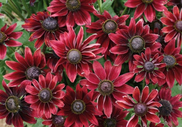 Rudbeckia hirta Cherry Brandy