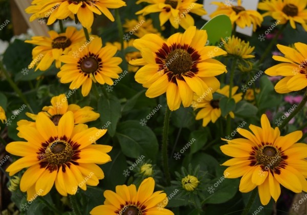 Rudbeckia hirta Denver Daisy