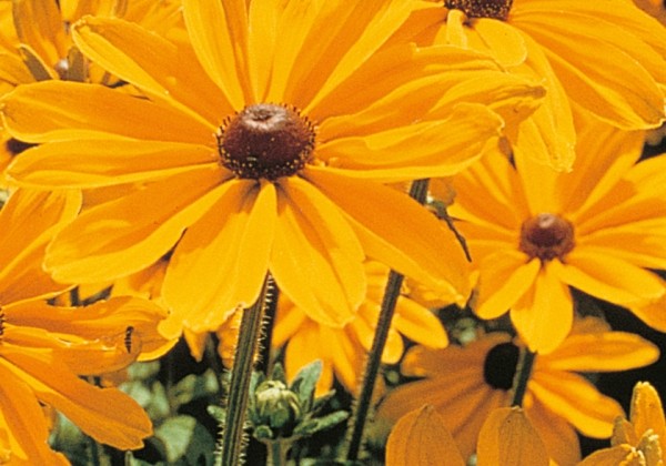 Rudbeckia hirta Indian Summer