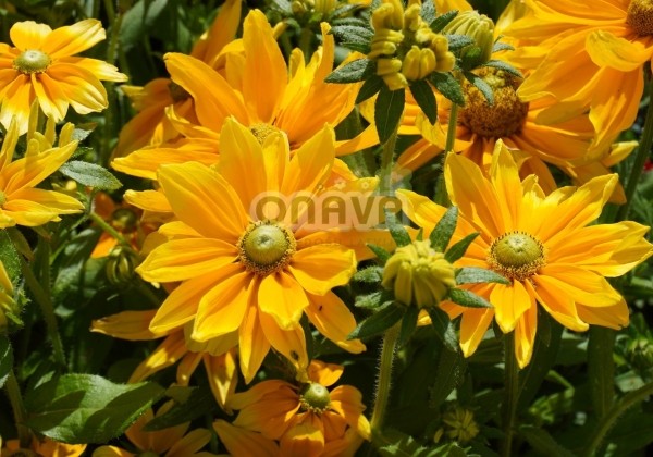 Rudbeckia hirta Prairie Sun