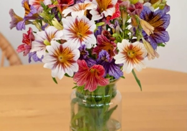 Salpiglossis sinuata Tora Starry Eyes