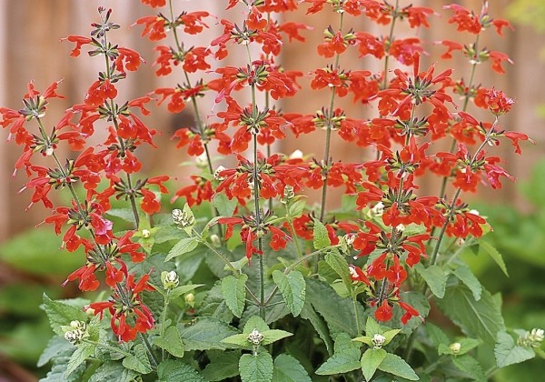 Salvia coccinea Summer Jewel Red