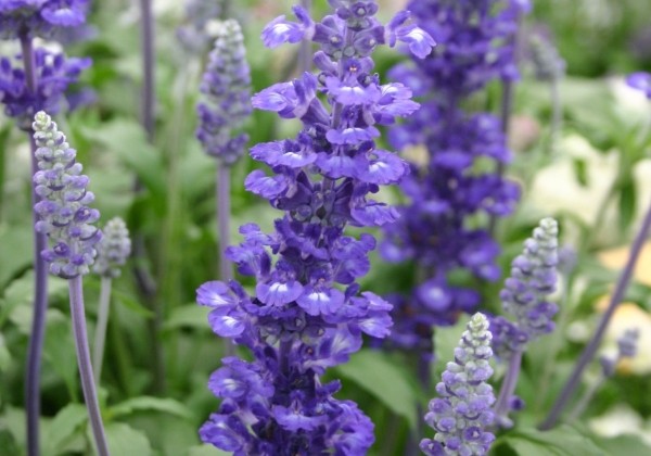 Salvia farinacea Farina Compact Blue