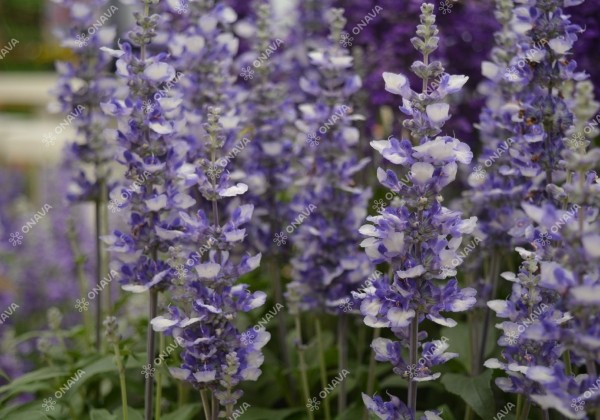 Salvia farinacea Farina Arctic Blue