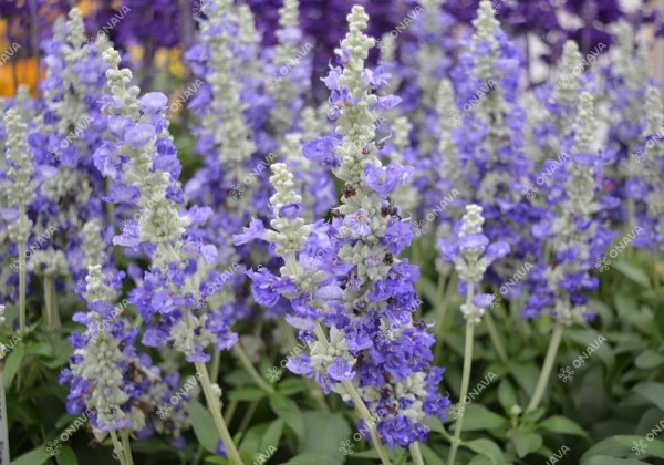 Salvia farinacea Farina Bicolor Blue