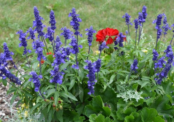 Salvia farinacea Farina Blue