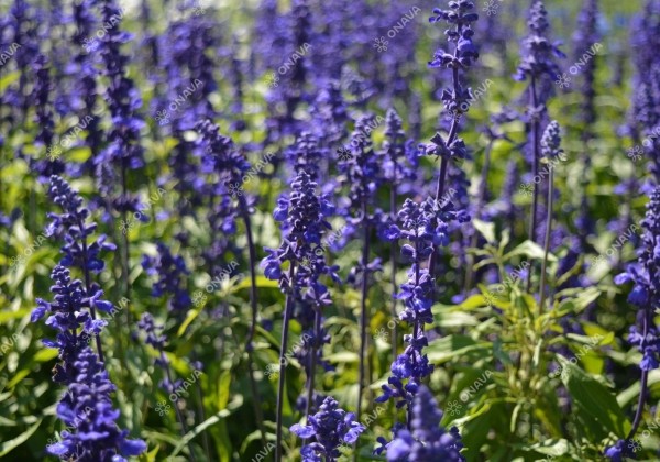 Salvia farinacea Rhea