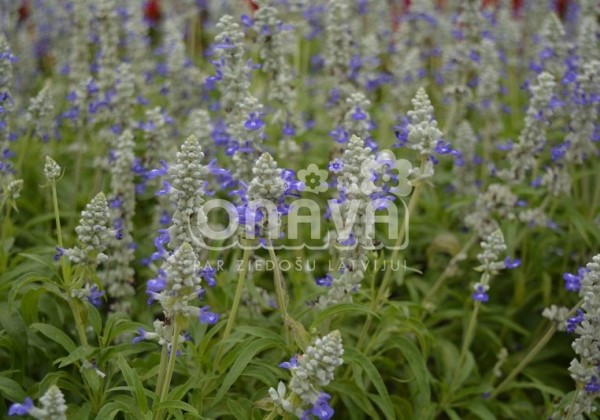 Salvia farinacea Strata