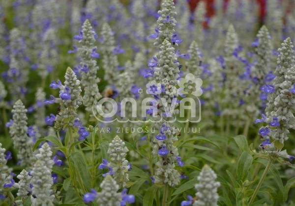 Salvia farinacea Strata