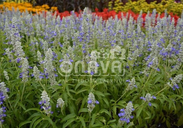 Salvia farinacea Strata