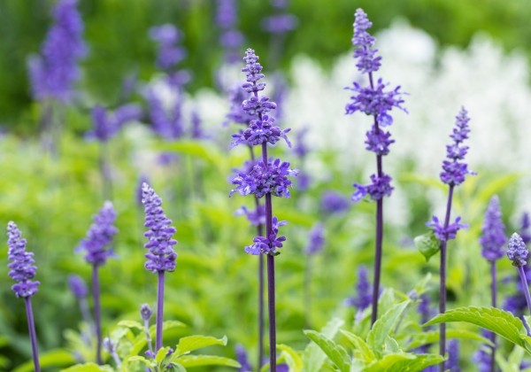 Salvia farinacea Victoria