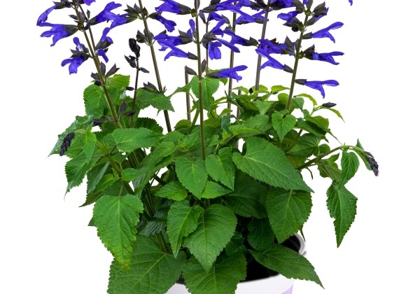 Salvia hybrida Salgoon Blueberry Lake